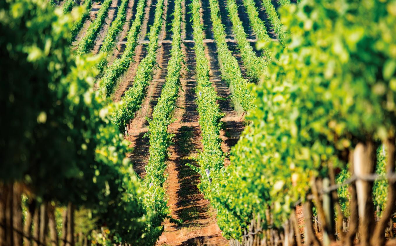 Vineyards at Bolney Wine Estate